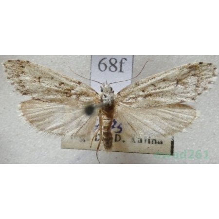 Diurnea fagella (Denis & Schiffermüller, 1775) Czech68f